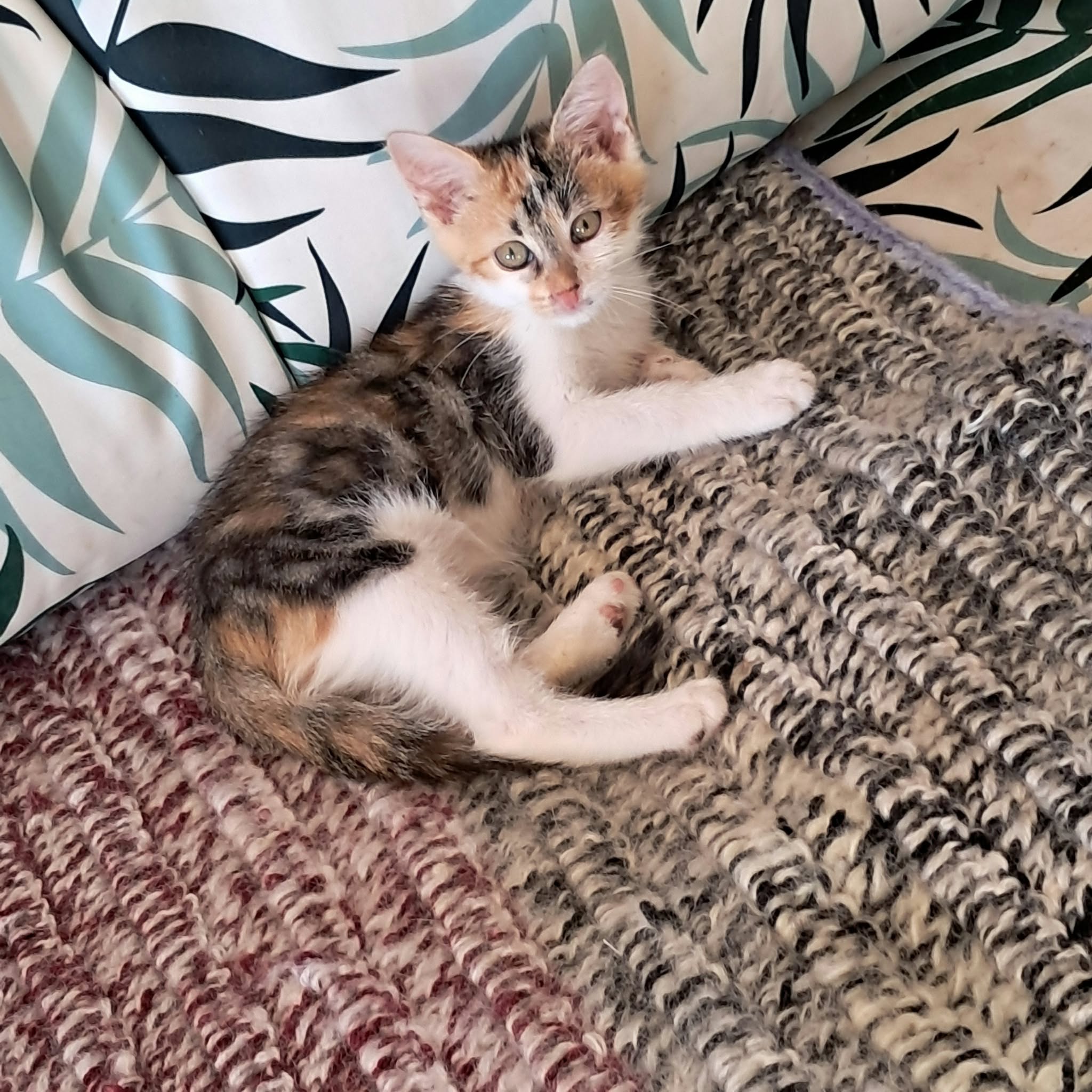 Photo de BABETTE